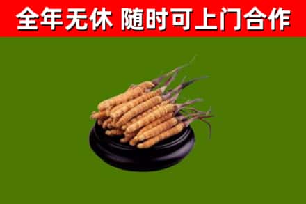 开化回收散虫草