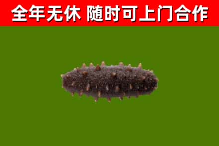 开化回收海参干